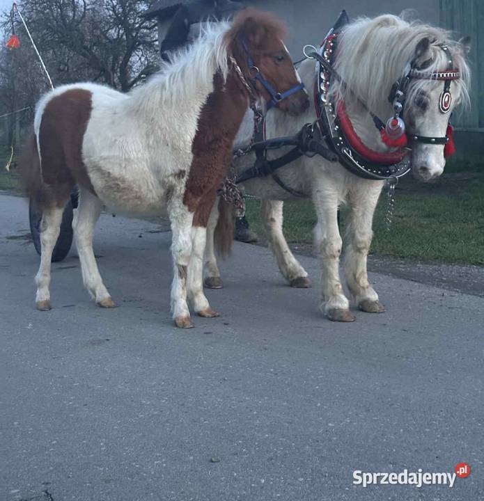 Klacz Kucyk z Źrebiczka podkarpackie Biały Bór