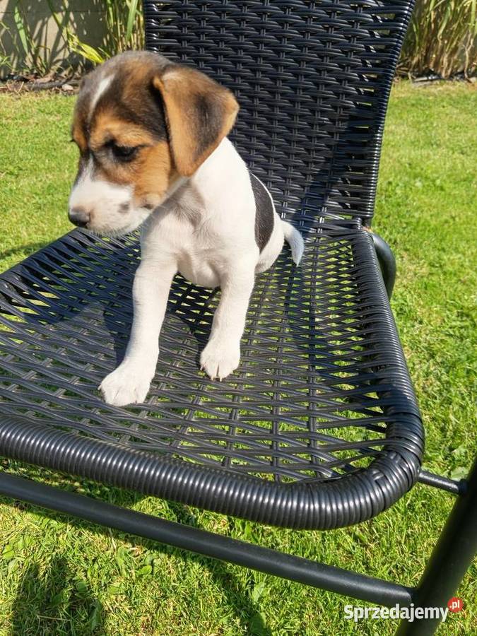 Jack Russell Terrier Kamieńskie Młyny