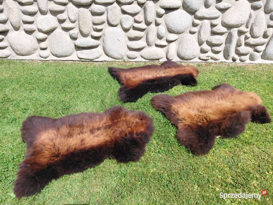 POLSKIE SKÓRY OWCZE Naturalna Skóra Owcza Skóry Szaflary