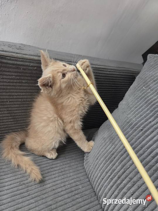 Gryzek Maine Coon Zwierzęta Starogard Gdański