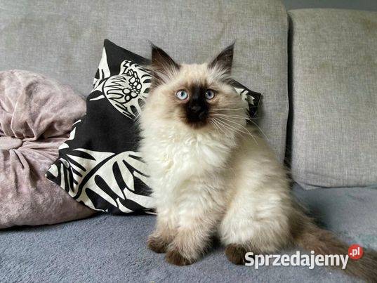 Kotki Syberyskie Neva Masquerade Wrocław