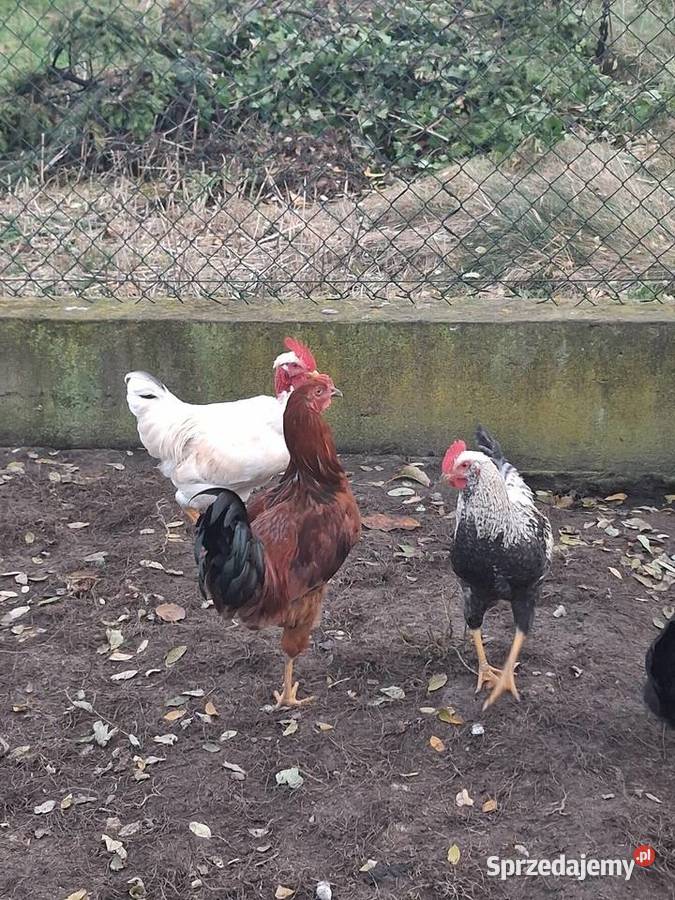 koguty mlode z lipca Ptaki Modła Królewska