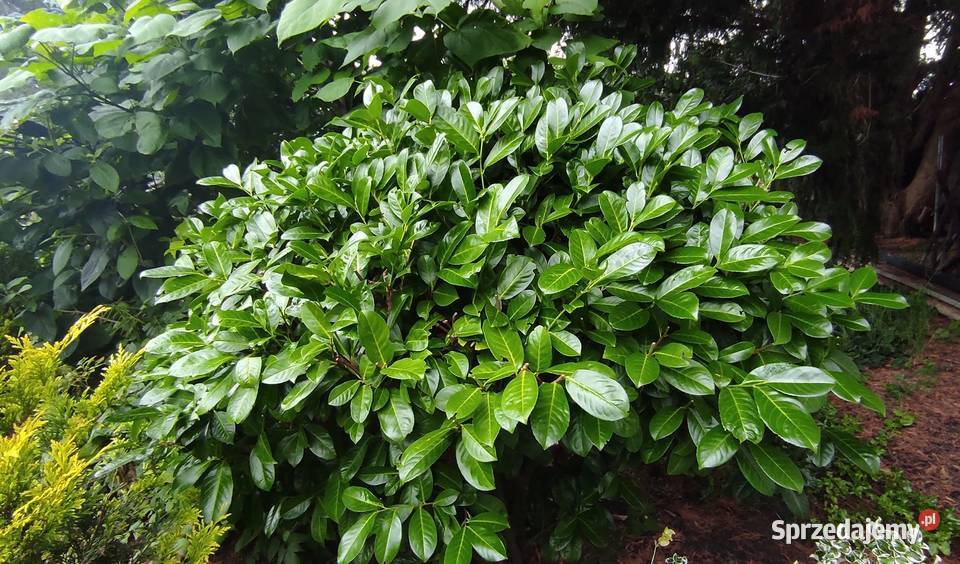 Lauriwiśnia Novita w doniczce wysokość 30 Kamień Pomorski