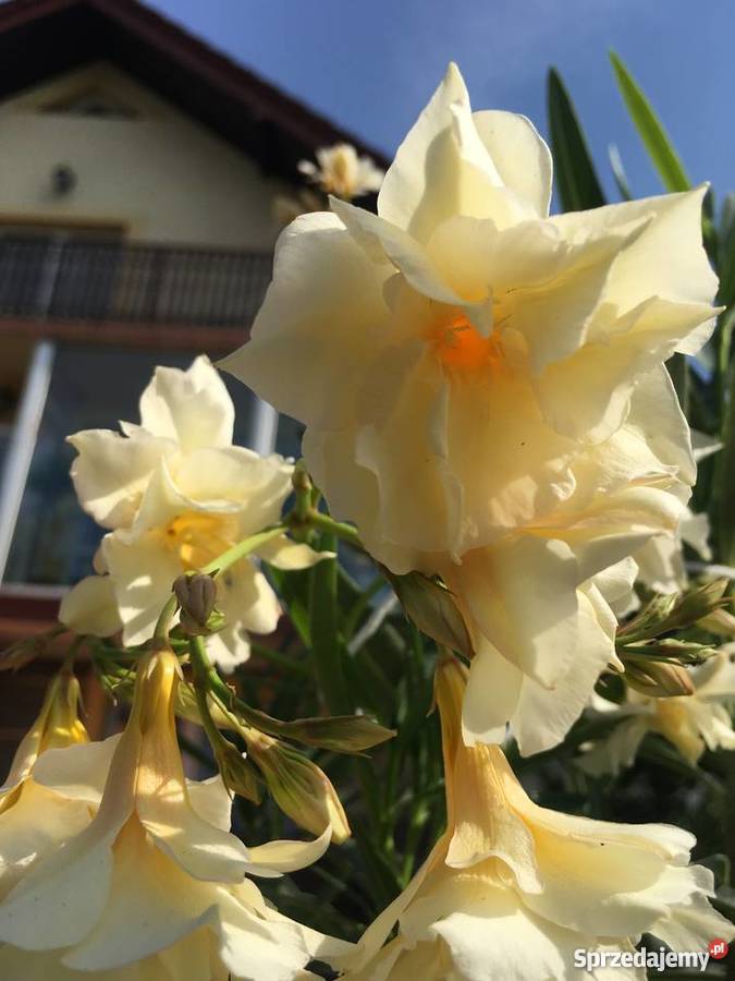 Sadzonki oleander o pachnących kwiatach na Brzeźnica