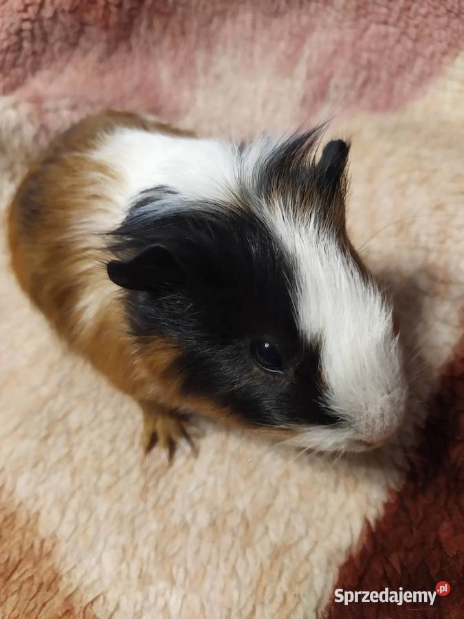 Świnka morska Olsztyn sprzedam