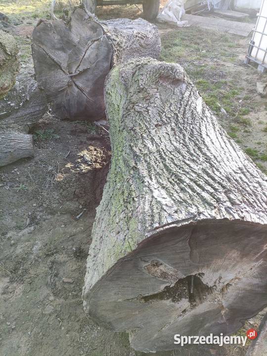 Lipa duże kłody Piaski