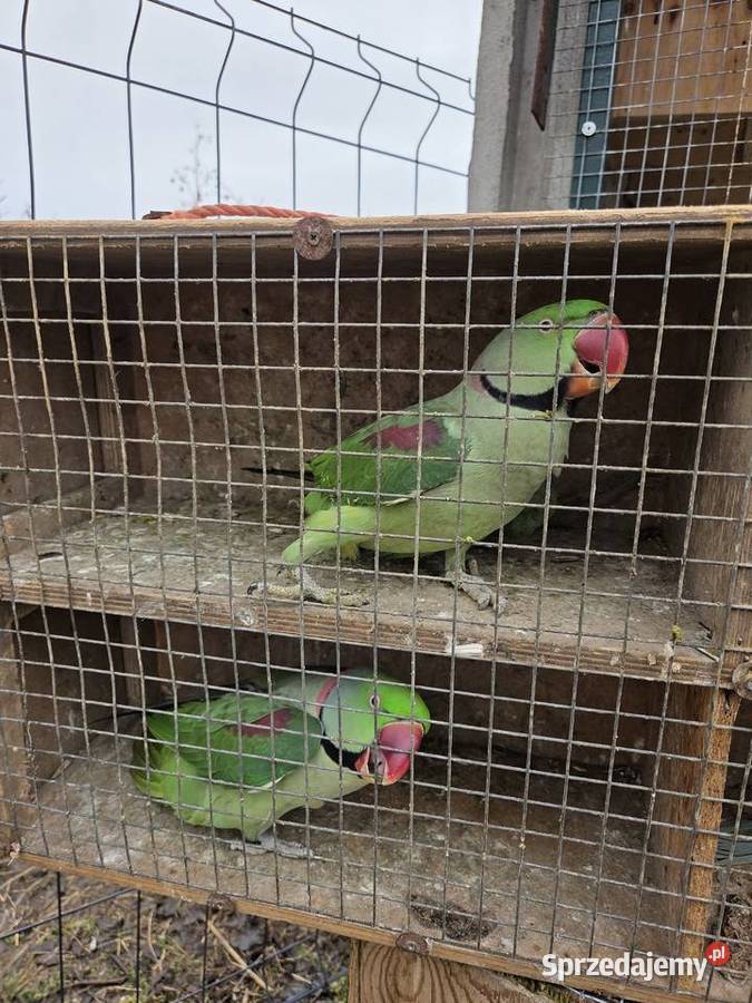 Aleksandretty aleksandretta obrozna wielkoa Częstochowa