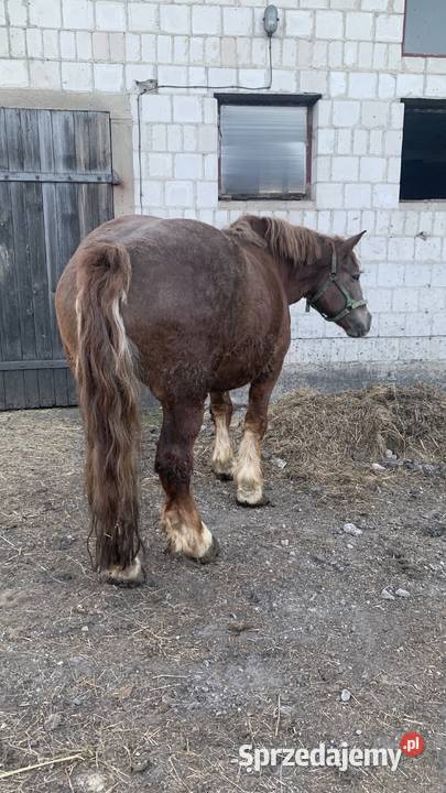 Klacz zrebna podlaskie Waniewo