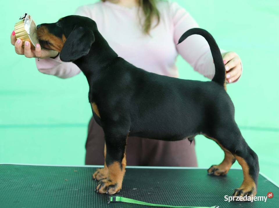 Doberman FCI Sochaczew