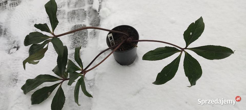 Ciemiernik Roses Dark Picotee przepiękny Rabatowe opolskie