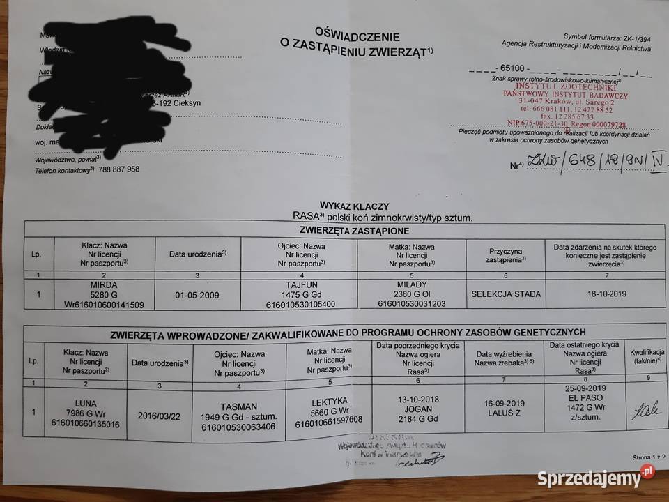 Sprzedam klacz sztumska Borkowo