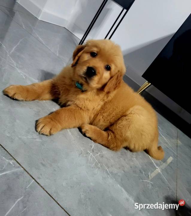 Zapowiedź miotu Golden Retriever ciemno złote Poręba sprzedam