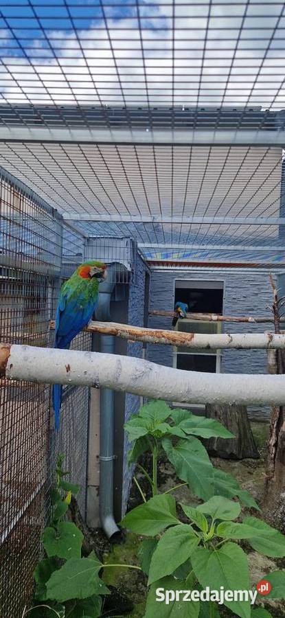 Para ar ararauna x harlequin 2018 Ptaki