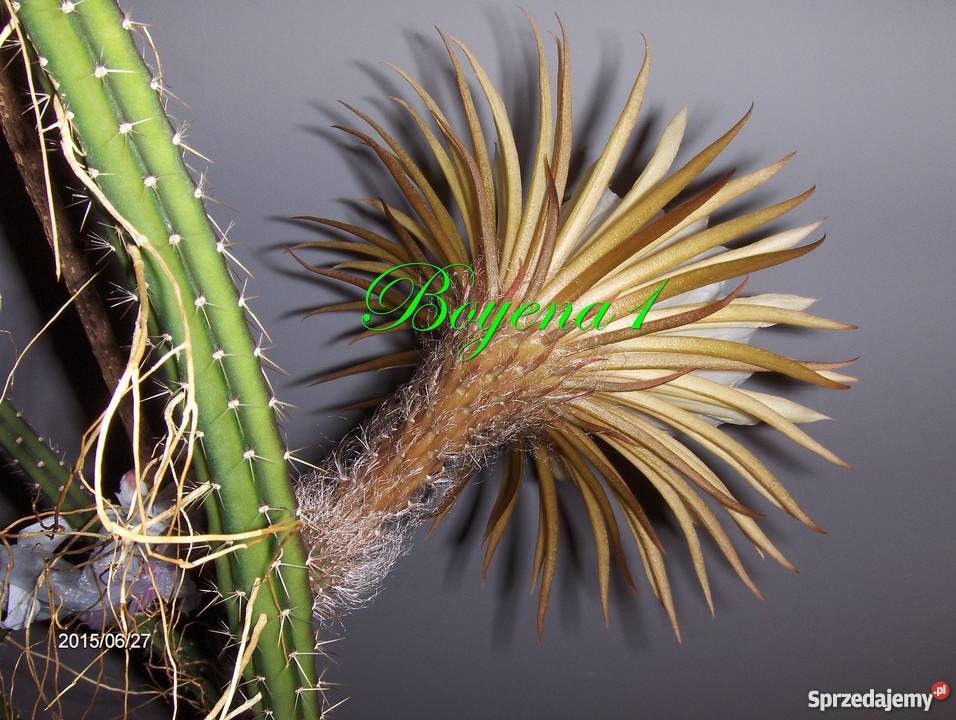 Królowa Jednej Nocy S Grandiflorus Epiphyllum Skawina