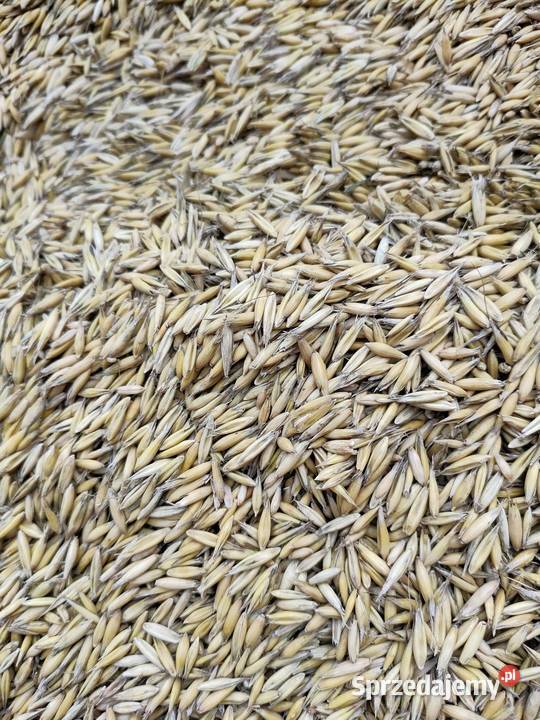 Sprzedam owies Oborniki