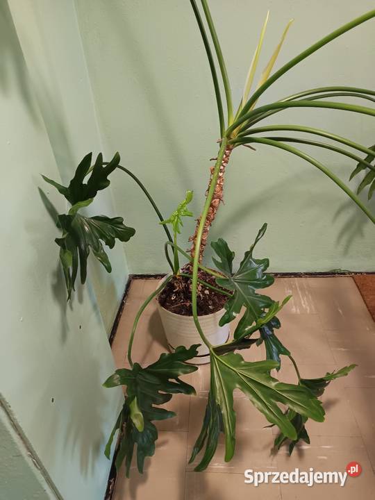 Filodendron duży zdrowy