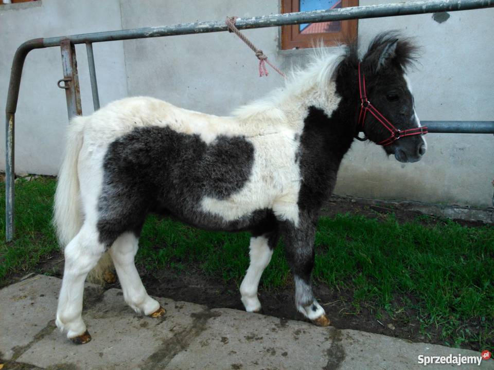 kuc kucyk źrebak Poizdów-Kolonia sprzedam