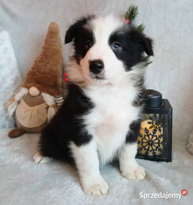Border collie szczenięta Grudziądz