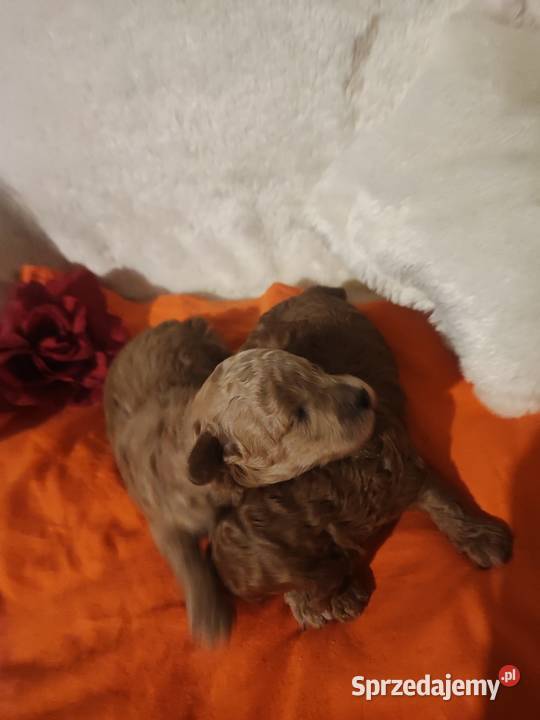 Pudelki toy miniatura szczenięta koniec grudnia Pozostałe dolnośląskie Bolesławiec