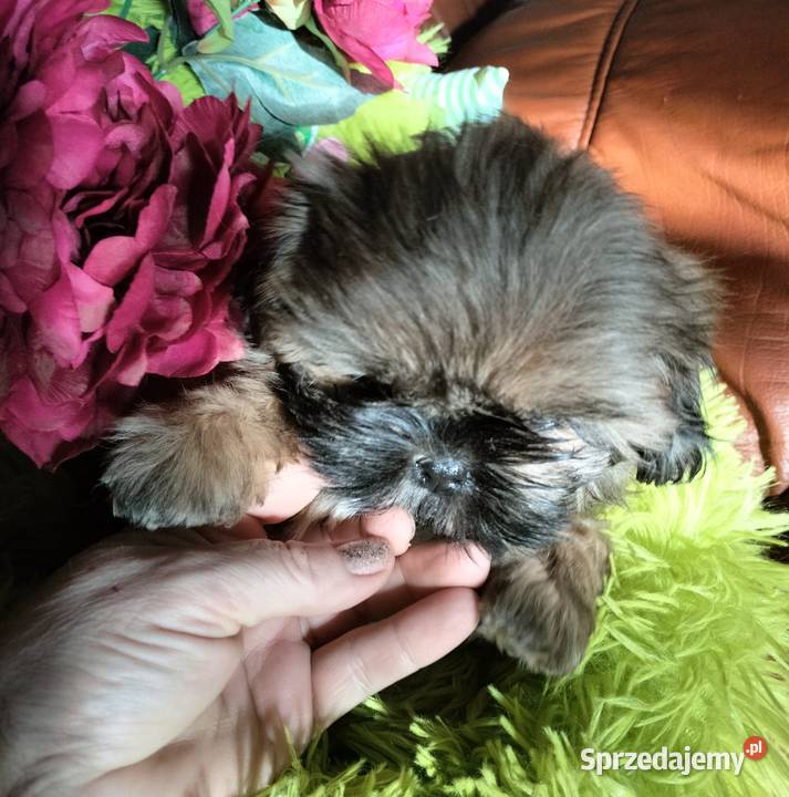 Shih tzu FCI Zwierzęta dolnośląskie Wałbrzych