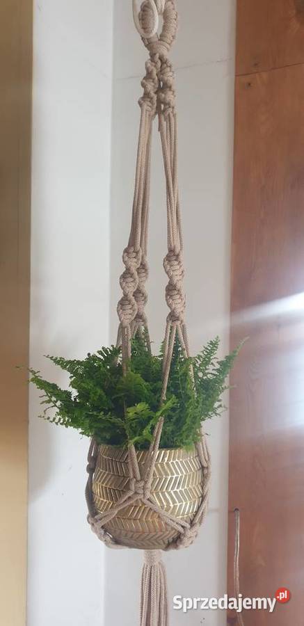 Kwietnik podkarpackie Dębica