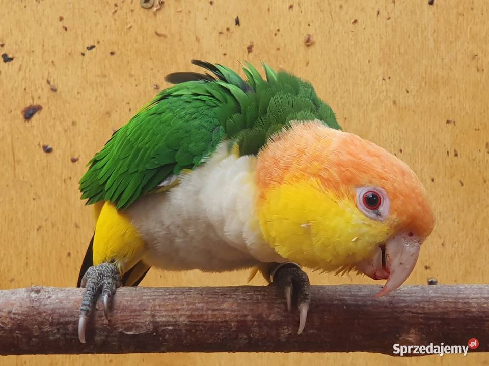 Barwinek białobrzuchy Zwierzęta Bydgoszcz