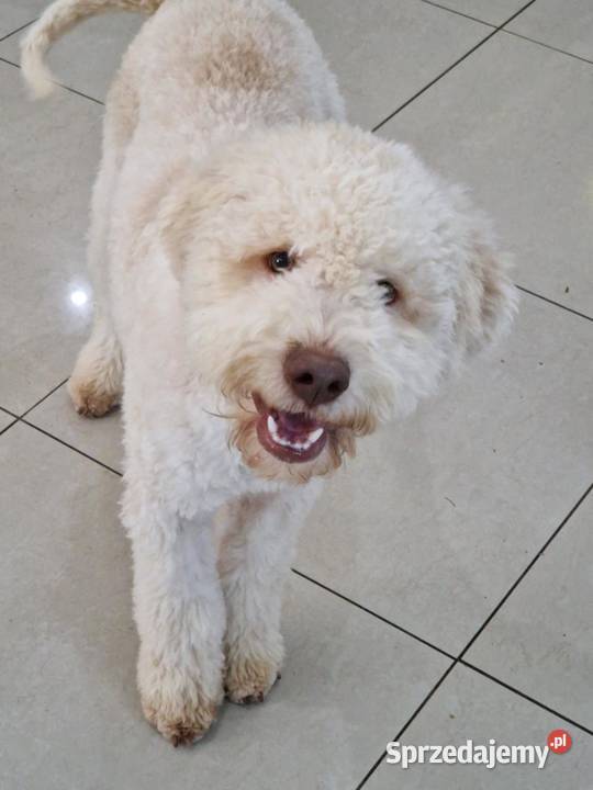 Lagotto Romagnolo ZKwPFCI lubelskie Jakubowice Konińskie
