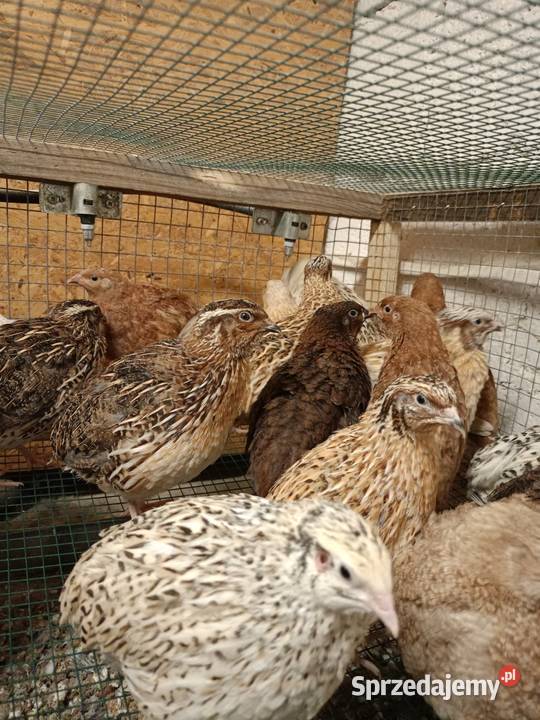 Jaja lęgowe przepiórcze Kalej