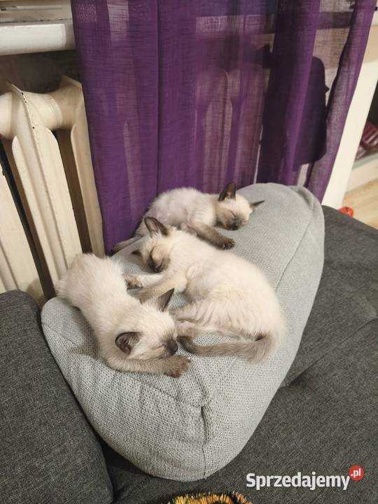Sprzedam koty syjamskie starego sprzedam
