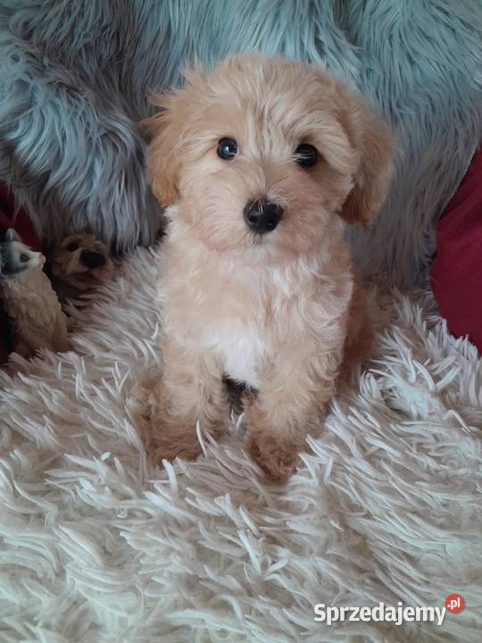 Maltipoo piesek mama maltańczyk tata pudel toy Busko-Zdrój sprzedam