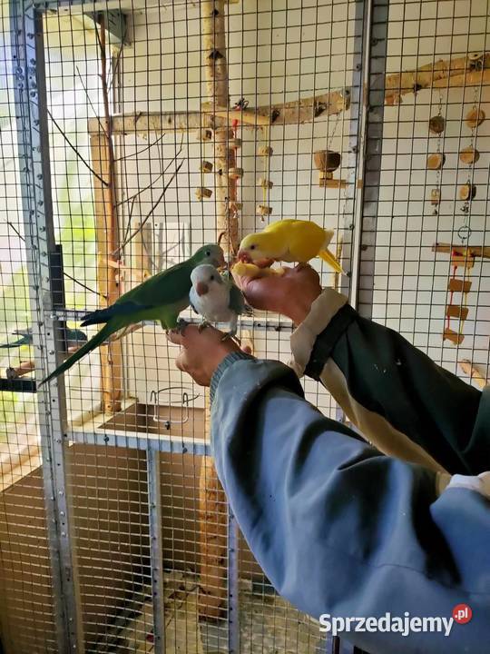 Sprzedam mniche nizinną ręcznie karmioną