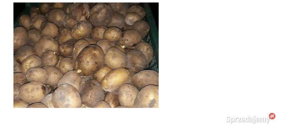 Sadzeniaki Melodia Bellarosa Satina Kaliber świętokrzyskie Bukowa