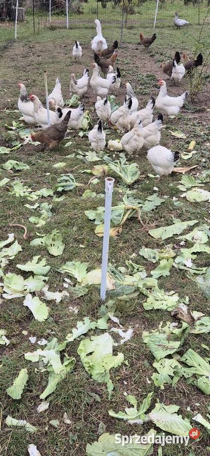 Jaja kurze z gospodarstwa Cekcyn sprzedam