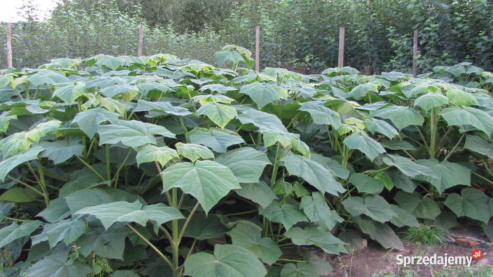 Sadzonki korzeniowe paulowni Hybryda 9503 sprzedam