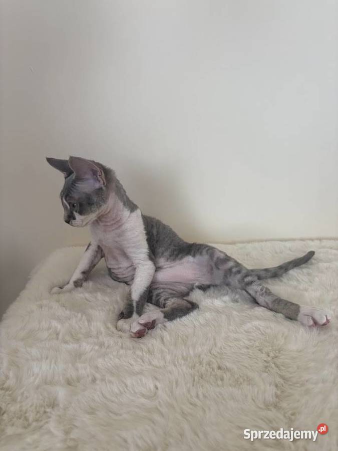 Devon Rex cudowny Kocurek bicolor niebieski Ustroń