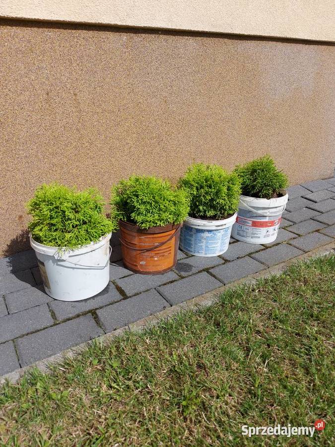 Tuja occidentalis Green Bubi żywotnik zachodni Olkusz