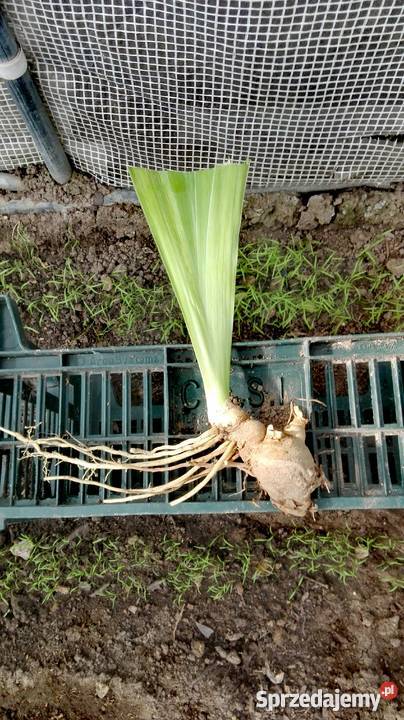 Kosaćce irysy kłącza sadzonki Rośliny Kraków