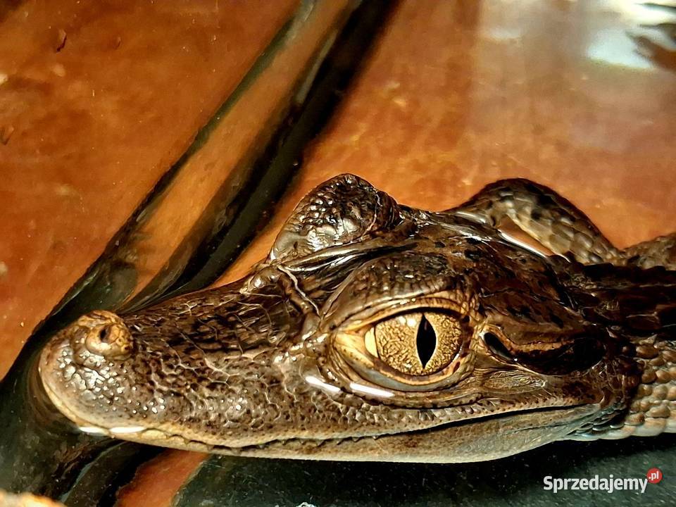 Sprzedam młode Kajmany okularowe Caiman Katowice