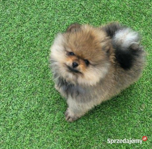 Piękne szczenięta szpic miniaturowy pomeranian śląskie Toszek