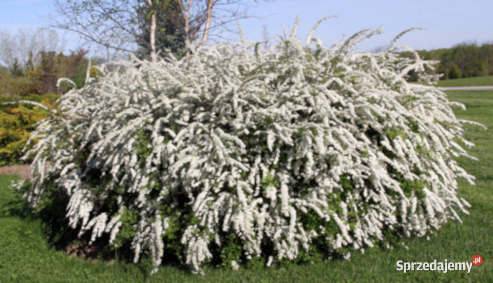 TAWUŁA SZARA GREFSHEIM sadzonki w doniczkach