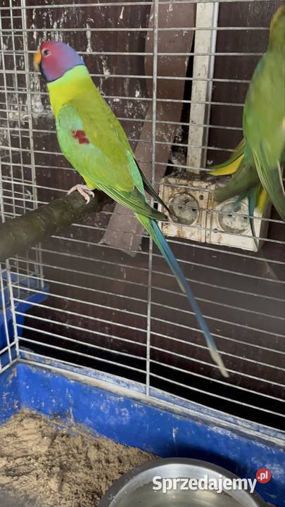 Alexandretty śliwogłowe para Strzegom