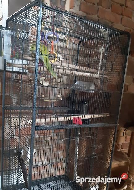 Papuga mnicha nizinna z klatką Ptaki mazowieckie Grodzisk Mazowiecki