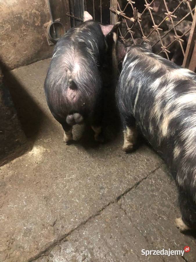 Świnie rasy puławskiej Skierniewice