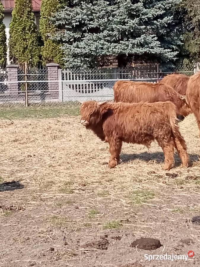 Bydło szkockie rasa Highland Słubice