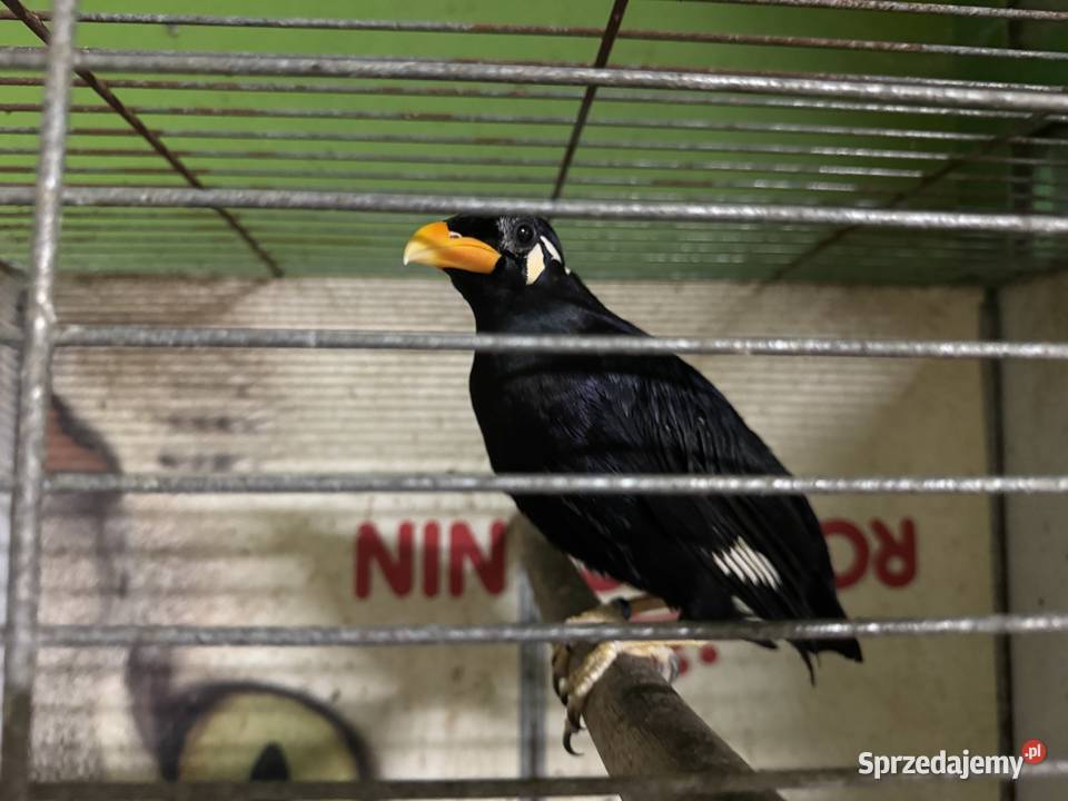 Gwarek gracula religiosa religiosa samica 2024 Legionowo