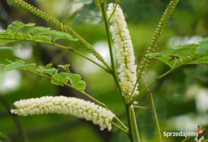 AKACJA KATECHU Acacia catechu NASIONA 100g Lubanie