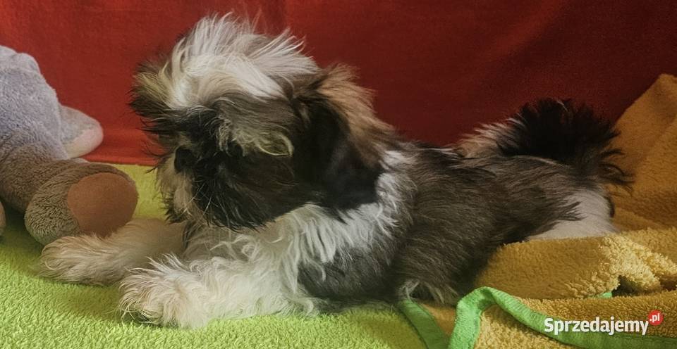 Shih Tzu dziewczynki Częstochowa