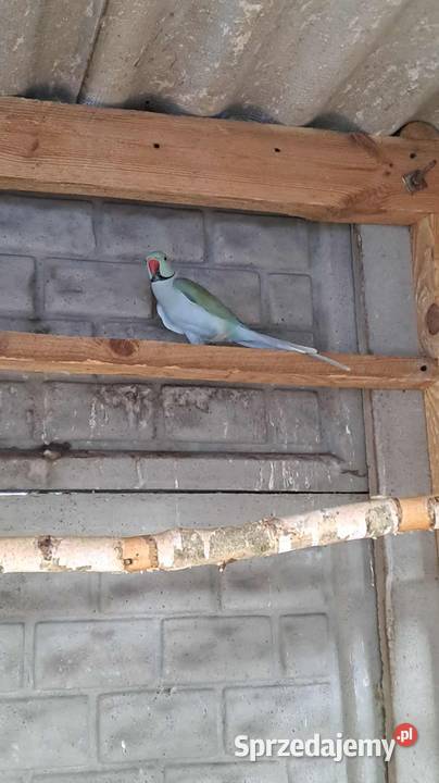 Sprzedam papugi aleksandretty patagonki rozelle mazowieckie Kuczki-Kolonia sprzedam