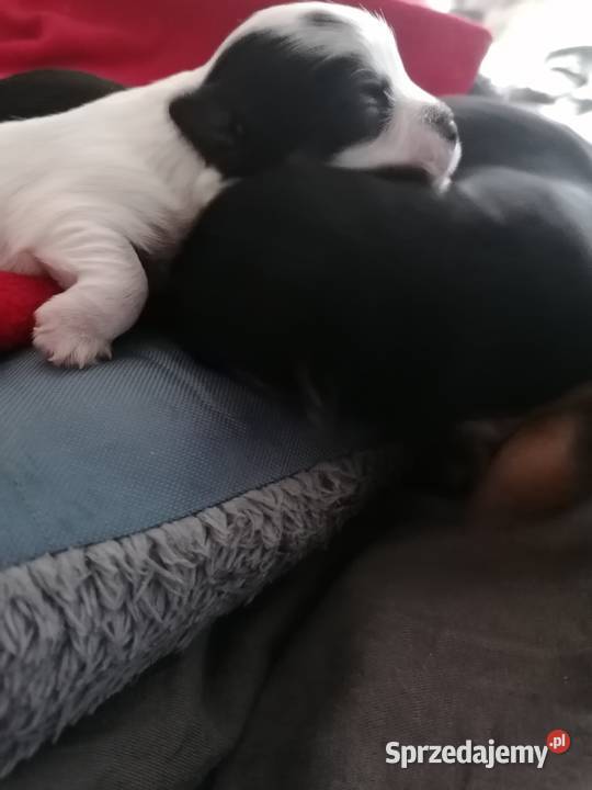 Przepiękny york z rodowodem Mysłowice