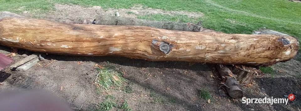 Sprzedam klocek drzewa Chmielnik